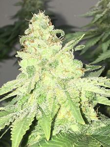 Click image for larger version

Name:	IMG_4691.jpeg
Views:	679
Size:	700.0 KB
ID:	508755