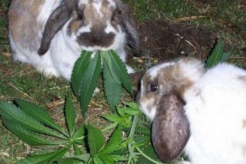 Click image for larger version

Name:	Bunnies.jpg
Views:	265
Size:	111.9 KB
ID:	509098