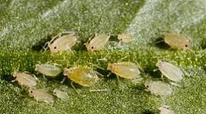 Click image for larger version

Name:	aphid.jpg
Views:	362
Size:	25.5 KB
ID:	509243