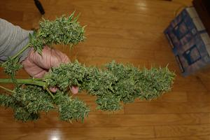 Click image for larger version

Name:	Pot-bud-01.jpg
Views:	579
Size:	182.0 KB
ID:	510502