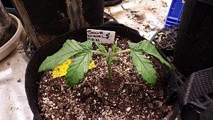 Click image for larger version

Name:	sourD just topped.jpg
Views:	485
Size:	561.8 KB
ID:	510647