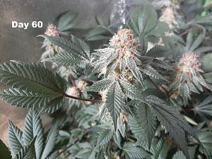Click image for larger version

Name:	CrdAc0G.jpg
Views:	569
Size:	425.0 KB
ID:	511168
