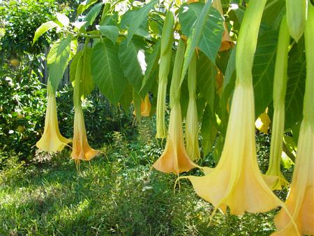 Click image for larger version

Name:	backyard_angel_trumpets.jpg
Views:	268
Size:	159.5 KB
ID:	511278