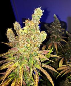 Click image for larger version

Name:	IMG_5053.jpg
Views:	876
Size:	88.6 KB
ID:	511551