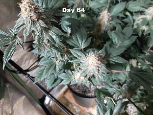 Click image for larger version

Name:	f8WtgK1.jpg
Views:	557
Size:	426.0 KB
ID:	512011
