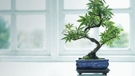 Click image for larger version

Name:	bonsai-weed-tree.jpg
Views:	191
Size:	102.9 KB
ID:	512996