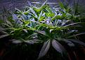 Click image for larger version

Name:	Blue Dream May 1 -- 2 wks FLIP&amp; Blooming - 1.jpeg
Views:	288
Size:	379.9 KB
ID:	513223