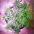 Click image for larger version

Name:	Blue Dream April 8 -- 13 Weeks &amp; Recovering - 1.jpeg
Views:	271
Size:	602.2 KB
ID:	513227