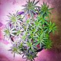 Click image for larger version

Name:	Blue Dream April 8 -- 13 Weeks &amp; Recovering - 1.jpeg
Views:	239
Size:	602.2 KB
ID:	513227