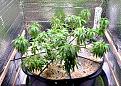 Click image for larger version

Name:	Blue Dream April 1 -- 12 Weeks &amp; Sickly - 1.jpeg
Views:	273
Size:	577.3 KB
ID:	513224