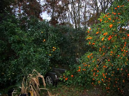 Click image for larger version

Name:	kumquat.jpg
Views:	520
Size:	207.7 KB
ID:	514000