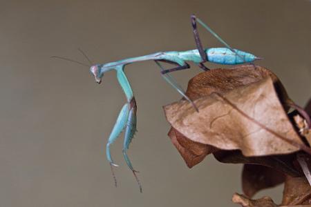 Click image for larger version

Name:	blue mantis.jpg
Views:	252
Size:	31.9 KB
ID:	514367