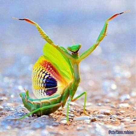 Click image for larger version

Name:	mantis3.jpg
Views:	249
Size:	65.6 KB
ID:	514368