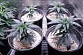 Click image for larger version  Name:	May 06 Blue Dream Clone Transplant - 1.jpeg Views:	0 Size:	367.2 KB ID:	514426
