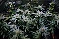 Click image for larger version

Name:	05-13-2021 Continuous Grow  - 1.jpeg
Views:	400
Size:	364.8 KB
ID:	514773