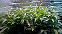 Click image for larger version

Name:	05-13-2021 Continuous Grow  - 4.jpeg
Views:	319
Size:	340.9 KB
ID:	514774