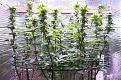 Click image for larger version

Name:	05-13-2021 Continuous Grow  - 2.jpeg
Views:	321
Size:	445.5 KB
ID:	514778