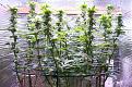 Click image for larger version

Name:	05-13-2021 Continuous Grow  - 2.jpeg
Views:	282
Size:	445.5 KB
ID:	514778