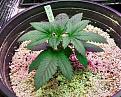 Click image for larger version

Name:	05-13-2021 Continuous Grow  - 9.jpeg
Views:	310
Size:	459.2 KB
ID:	514781