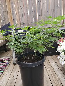 Click image for larger version

Name:	20190809_094748[1].jpg
Views:	186
Size:	2.94 MB
ID:	333471