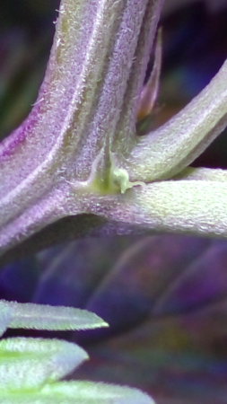 Click image for larger version

Name:	BD Week 10-calyx-2 20190203_132142.png
Views:	2448
Size:	1.29 MB
ID:	289124