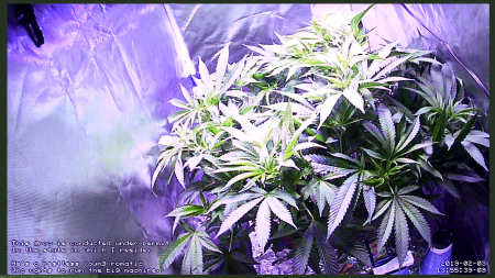 Click image for larger version

Name:	Week 10 Screenshot_20190203_135757.png
Views:	2621
Size:	1.74 MB
ID:	289125