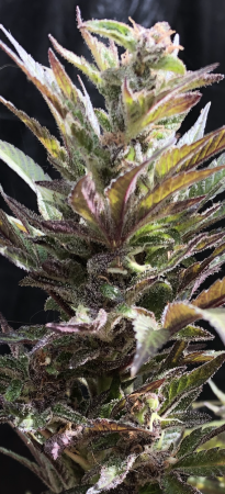 Click image for larger version

Name:	Purps 1.png
Views:	826
Size:	1.54 MB
ID:	517063