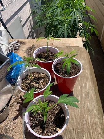 Click image for larger version

Name:	kush klones.jpg
Views:	204
Size:	177.0 KB
ID:	517337