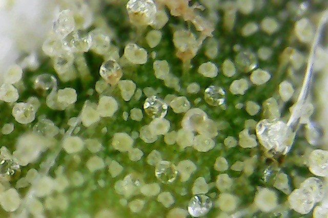 How to take trichome pics? - Grow Equipment - I Love Growing Marijuana Forum