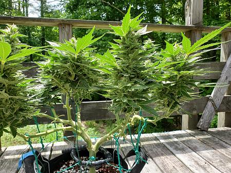 Click image for larger version

Name:	AUTO 1.jpg
Views:	30
Size:	3.57 MB
ID:	661845