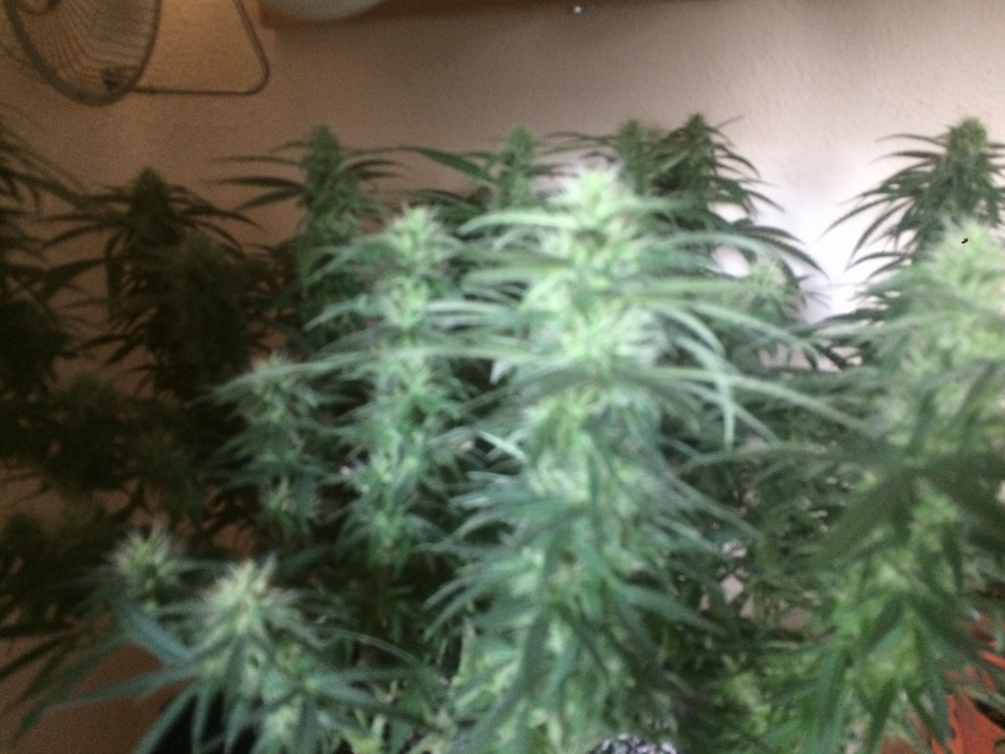 Click image for larger version

Name:	IMG_1986.JPG
Views:	257
Size:	3.29 MB
ID:	91584