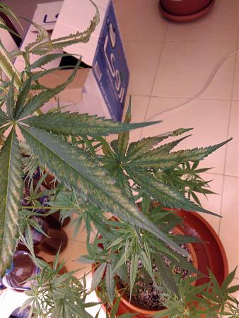 Click image for larger version

Name:	IMG_20170303_175013.jpg
Views:	464
Size:	3.17 MB
ID:	64552