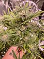 Click image for larger version

Name:	StrawberryCough Poly.jpg
Views:	778
Size:	3.49 MB
ID:	521282