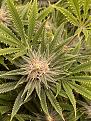Click image for larger version

Name:	StrawberryCough top view.jpg
Views:	752
Size:	2.92 MB
ID:	521284