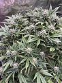 Click image for larger version

Name:	Green Crack full.jpg
Views:	736
Size:	4.17 MB
ID:	521285