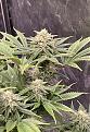 Click image for larger version

Name:	Green Crack.jpg
Views:	767
Size:	1.40 MB
ID:	521286