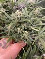 Click image for larger version

Name:	White Widow.jpg
Views:	769
Size:	3.31 MB
ID:	521287