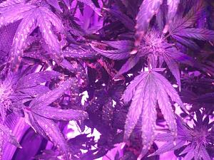 Click image for larger version

Name:	20190522_073105_resized.jpg
Views:	212
Size:	187.8 KB
ID:	312051