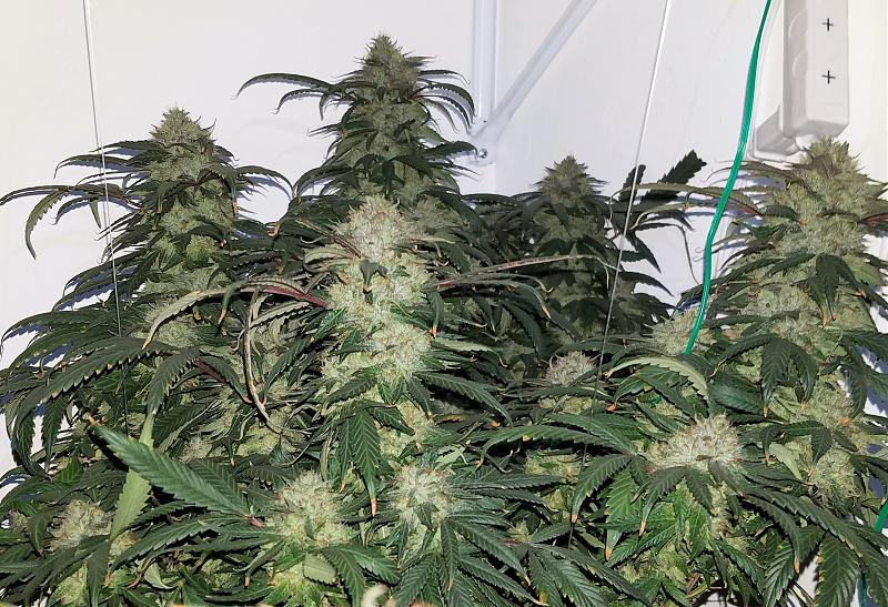 Click image for larger version

Name:	Grow.jpg
Views:	676
Size:	2.79 MB
ID:	522849