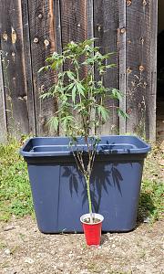 Click image for larger version

Name:	HERM 1A.jpg
Views:	369
Size:	759.9 KB
ID:	523209
