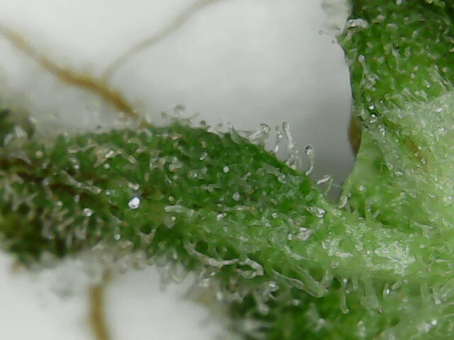 Click image for larger version

Name:	week 12 thing 1 trichomes 2020-04-07-090102.jpg
Views:	208
Size:	71.8 KB
ID:	392605