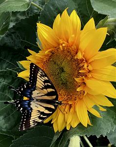 Click image for larger version

Name:	2.jpg
Views:	876
Size:	200.2 KB
ID:	524219