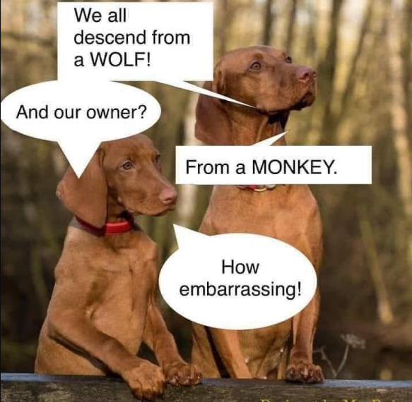 Click image for larger version

Name:	FunnyDogs.png
Views:	588
Size:	385.0 KB
ID:	524621