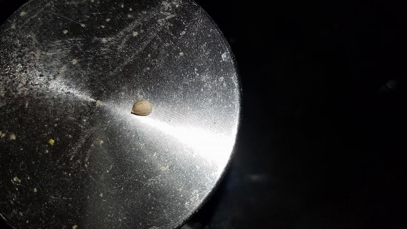 Click image for larger version

Name:	MagSeed.jpg
Views:	279
Size:	1.88 MB
ID:	524825