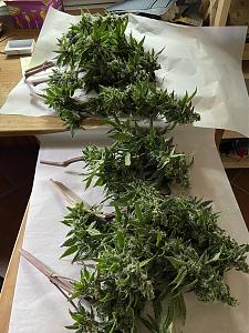 Click image for larger version

Name:	kosher harvest.JPG
Views:	704
Size:	3.02 MB
ID:	526503
