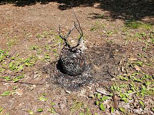 Click image for larger version

Name:	BURNED ROT A.jpg
Views:	338
Size:	1.34 MB
ID:	562551
