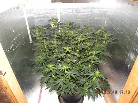 Click image for larger version

Name:	gg 2 week flower 2019.jpg
Views:	555
Size:	309.5 KB
ID:	529717