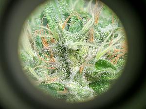 Click image for larger version

Name:	TRICHOME 2.jpg
Views:	292
Size:	1.88 MB
ID:	529918