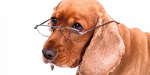 Click image for larger version

Name:	o-OLD-DOG-facebook.jpg
Views:	256
Size:	396.2 KB
ID:	531161