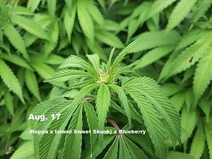 Click image for larger version

Name:	cannibis8.jpg
Views:	242
Size:	238.9 KB
ID:	531471